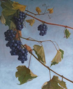 concord_grapes